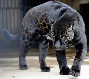 black panther melanistic leopard variant
