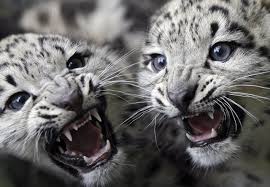baby snow leopard 7